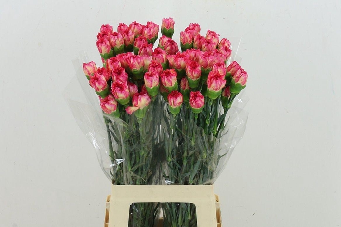 <h4>Di St Spritz Sport</h4>