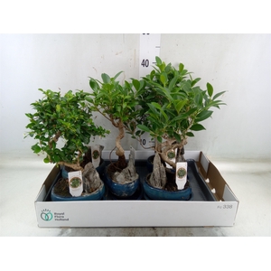 Bonsai   ...mix