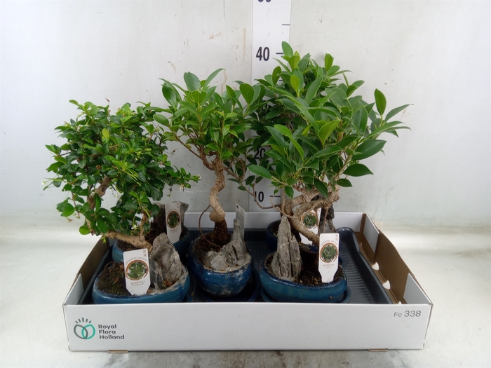 <h4>Bonsai   ...mix</h4>