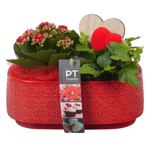 <h4>PTVMB4707 Arrangementen kamerplanten</h4>