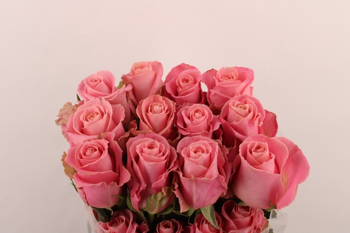 <h4>R Gr Hermosa</h4>