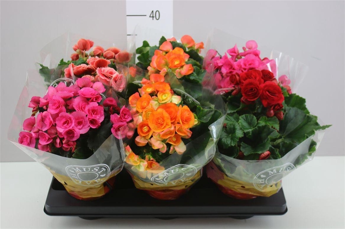 <h4>Begonia Du Gemengd</h4>