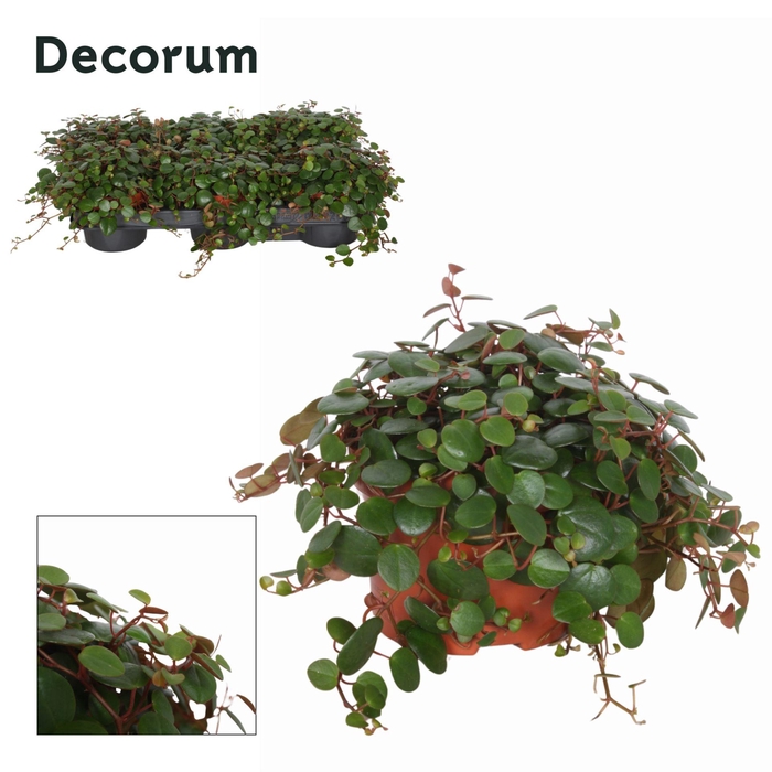 <h4>Peperomia Pepperspot</h4>