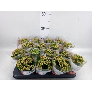 Kalanchoe blos. 'RosDon Nando'