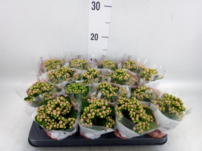 <h4>Kalanchoe blos. 'RosDon Nando'</h4>