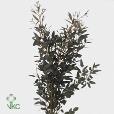 <h4>Gunnii Kort</h4>