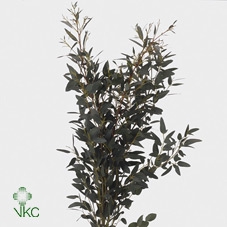 <h4>Gunnii Kort</h4>