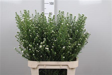 <h4>Ast U Paquita</h4>