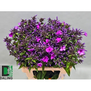 Phlox Paniculata Lila