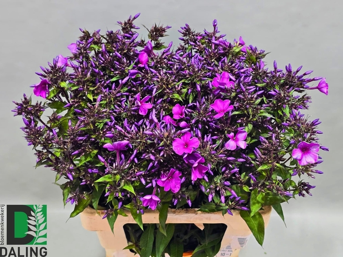 <h4>Phlox Paniculata Lila</h4>