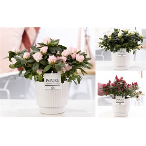1st class Azalea mix in P&PURE Ivy ceramics shiny white
