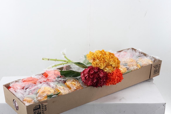 <h4>Hydr Autumn Mix Select Box</h4>
