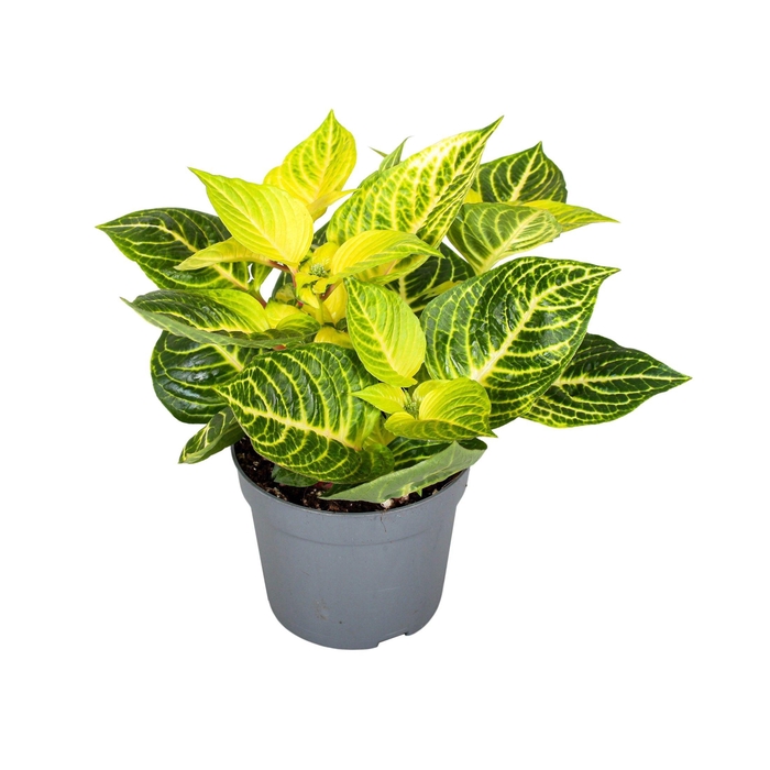 <h4>Iresine Herbstii Rich Gold Star</h4>