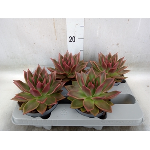 Echeveria   ...