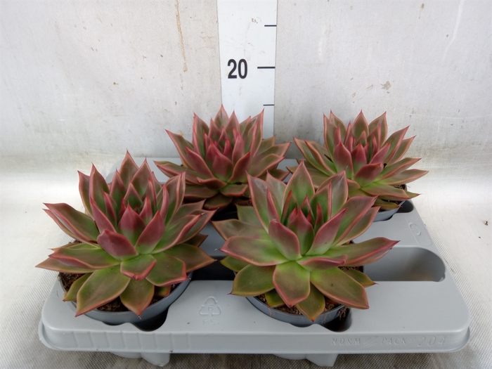 <h4>Echeveria   ...</h4>