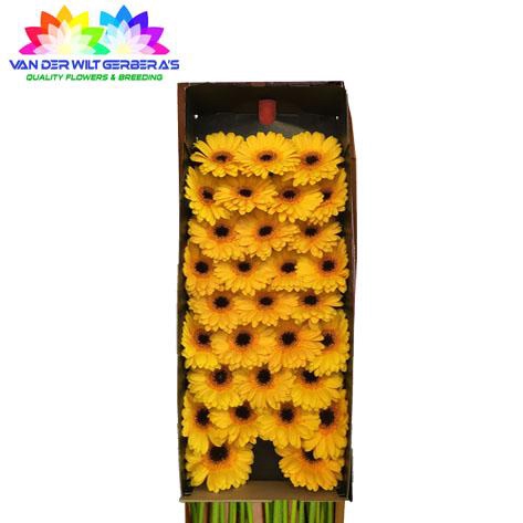 <h4>Germini Delmonte Doos</h4>