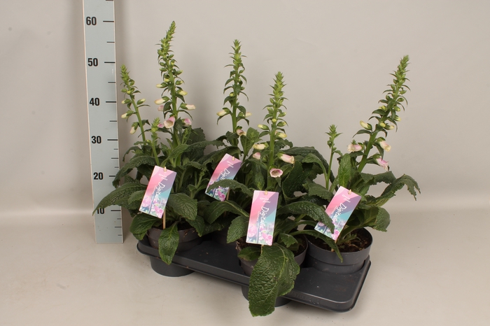 <h4>vaste planten 17 cm  Digitalis Pink Panther</h4>