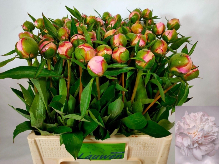 <h4>Paeo L Alertie</h4>