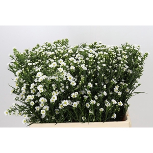 Aster Paquita