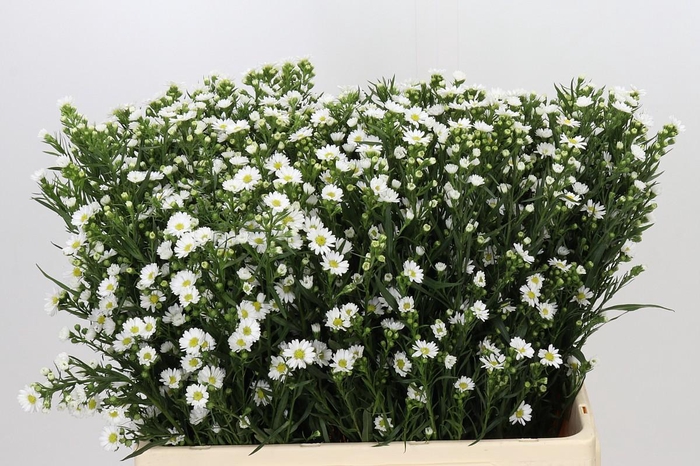 <h4>Aster Paquita</h4>