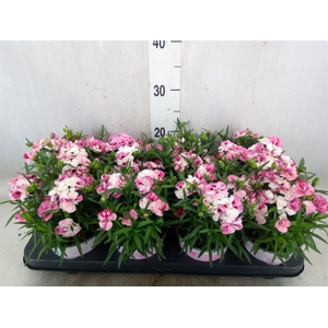 Dianthus  'Sprint Pink and Proud'