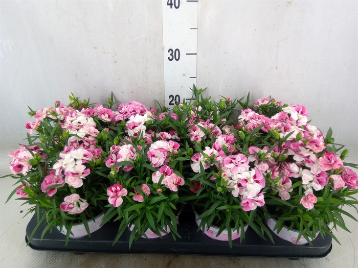 <h4>Dianthus  'Sprint Pink and Proud'</h4>