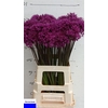 Allium Purper Sensation