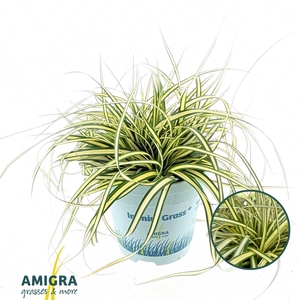 Carex oshimensis 'Evergold'