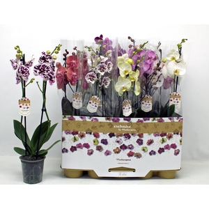 PHAL GEM