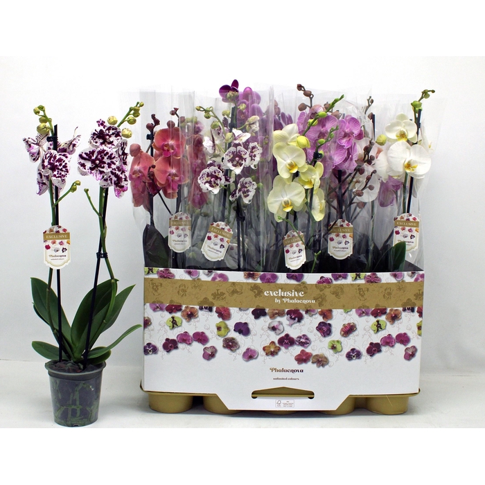 <h4>PHAL GEM</h4>