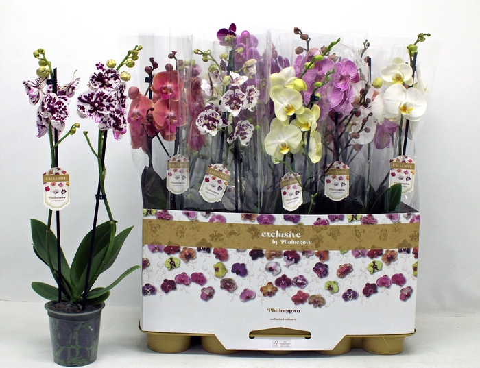 PHAL GEM