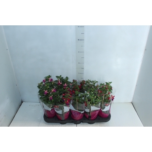 BRINCO DE PRINCESA P11