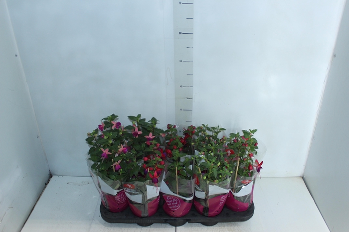 <h4>BRINCO DE PRINCESA P11</h4>