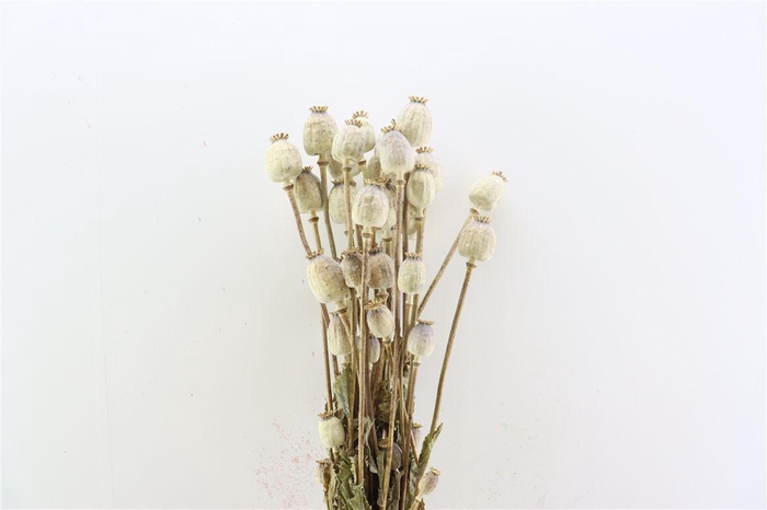 Dried Papaver Natural X5 Bunch
