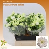 Anemone Fullstar Pure White