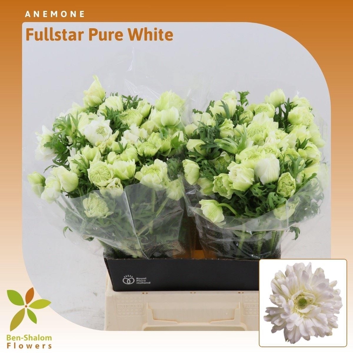 <h4>Anemone Fullstar Pure White</h4>