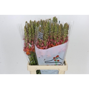 Antirrhinum Potomac Dark Orange