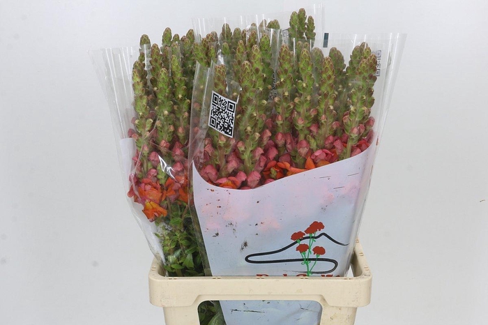 <h4>Antirrhinum Potomac Dark Orange</h4>