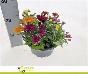 <h4>CHRYS GARDEN MUMS GM</h4>