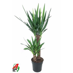 Yucca 60-30 3+