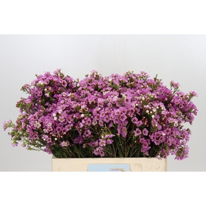 Chamelaucium Adi