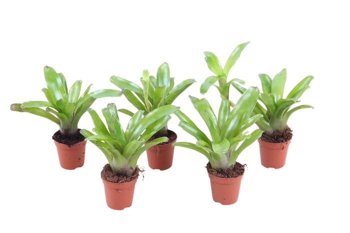 Nidularium Fire Ball