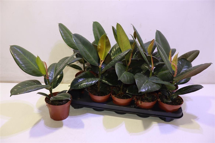 <h4>Fic El Robusta</h4>