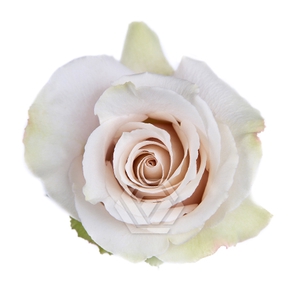 R GR QUICKSAND Tessa