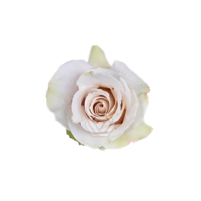 <h4>R GR QUICKSAND</h4>