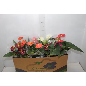 ANTHURIUM VARIADO P15