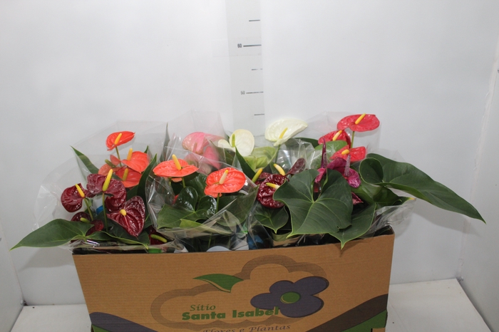 <h4>ANTHURIUM VARIADO P15</h4>