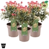 Pieris Forest Flame