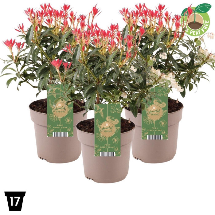 Pieris Forest Flame