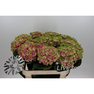 Hydrangea mag amethyst